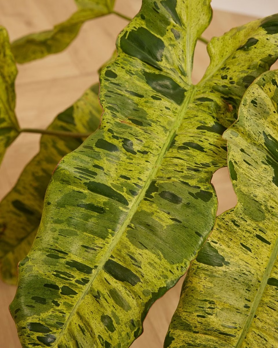 Philodendron Paraiso Verde