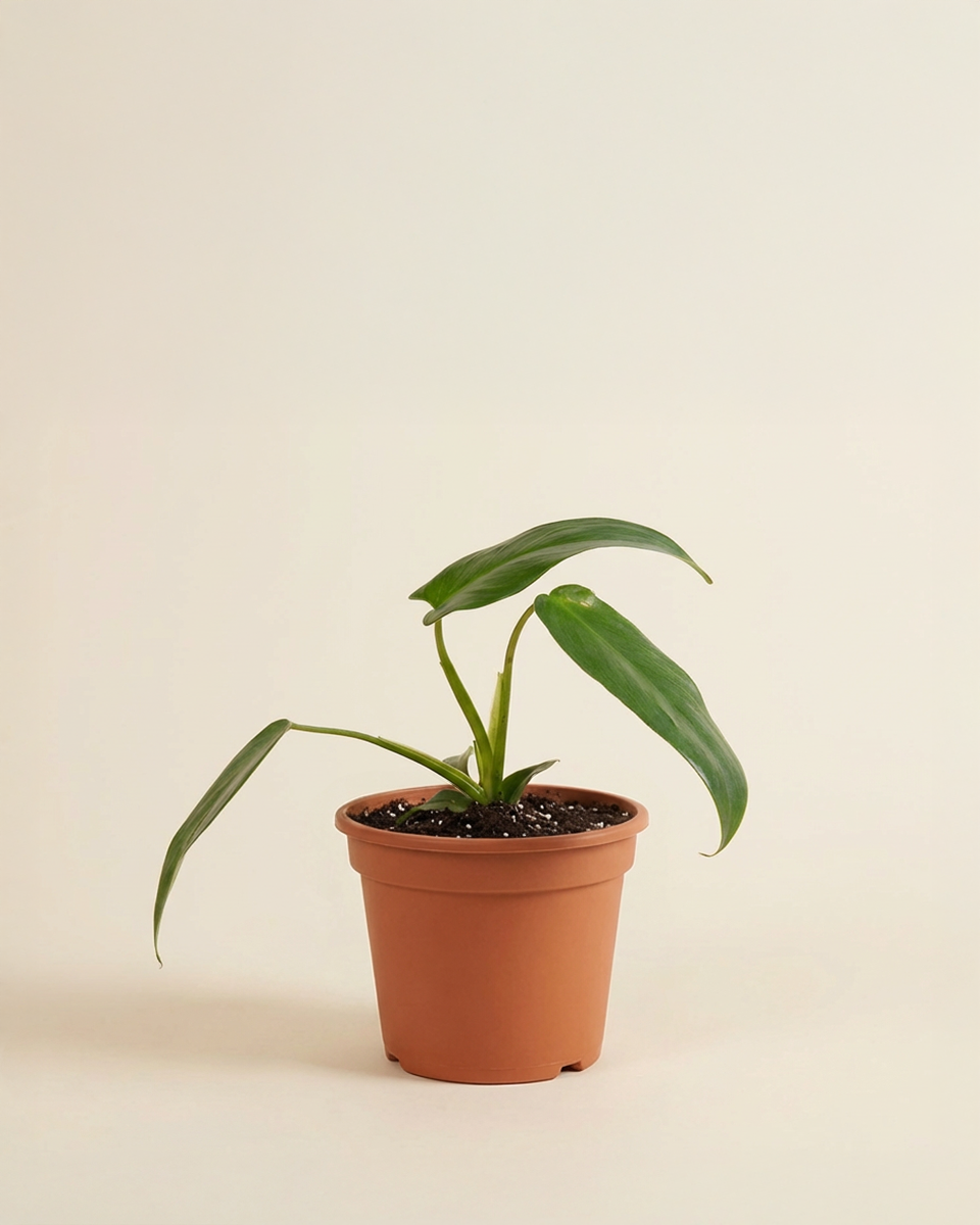 Philodendron Spiritus Sancti فيلوديندرون