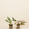 فيلوديندرون الأميرتان (Philodendron Two Princesses)