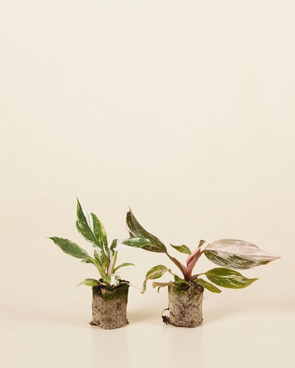 فيلوديندرون الأميرتان (Philodendron Two Princesses)