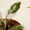 فيلوديندرون الأميرتان (Philodendron Two Princesses)