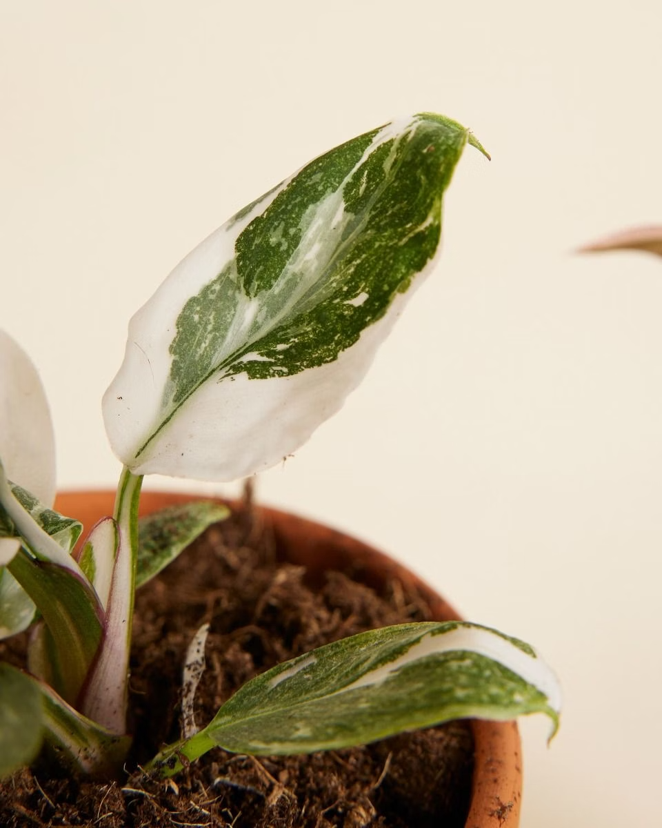 فيلوديندرون الأميرتان (Philodendron Two Princesses)