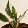 فيلوديندرون الأميرتان (Philodendron Two Princesses)