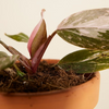 فيلوديندرون الأميرتان (Philodendron Two Princesses)