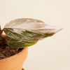 فيلوديندرون الأميرتان (Philodendron Two Princesses)
