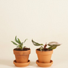 فيلوديندرون الأميرتان (Philodendron Two Princesses)