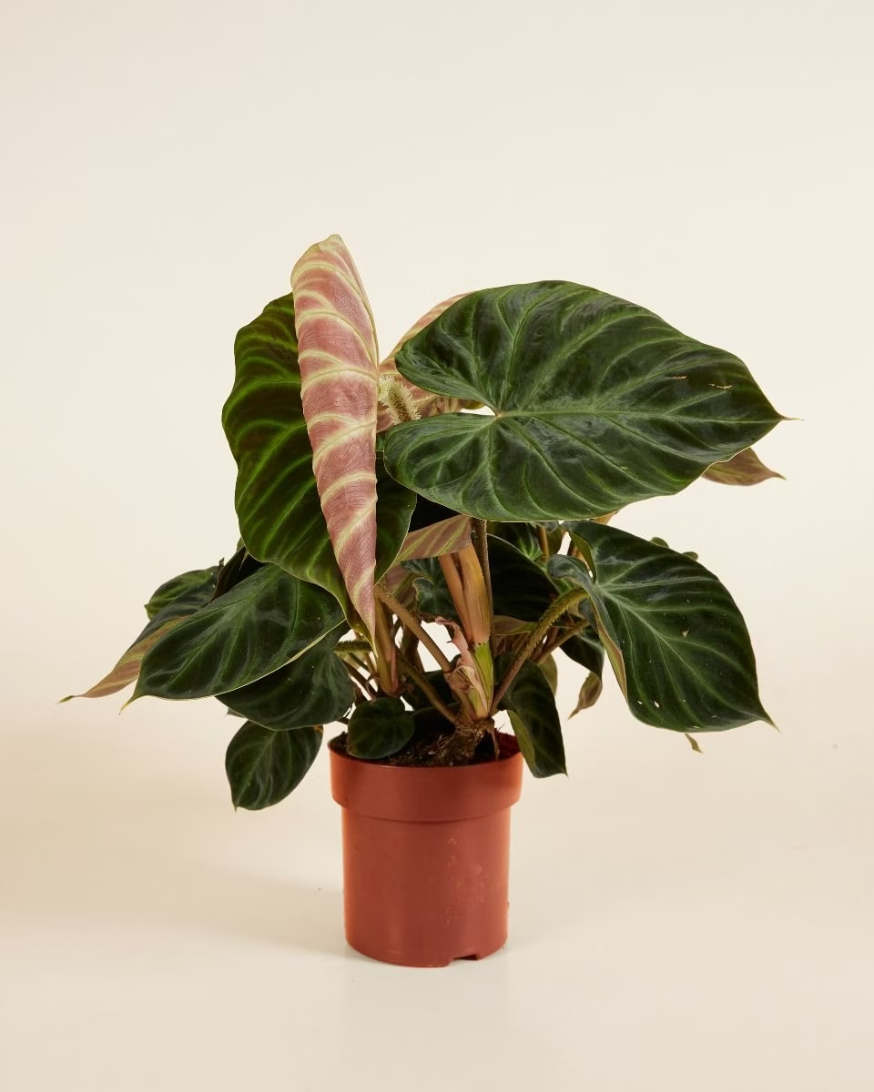Philodendron Verrucosum