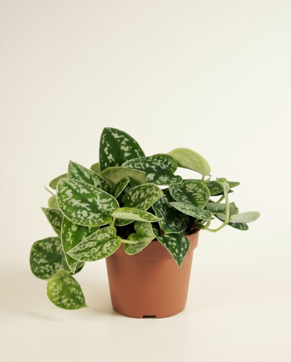 Scindapsus Pictus (Epipremnum)