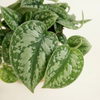 Scindapsus Pictus (Epipremnum)