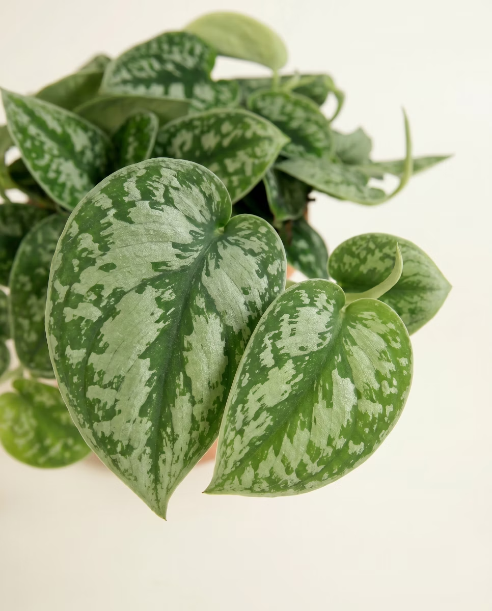 Scindapsus Pictus (Epipremnum)