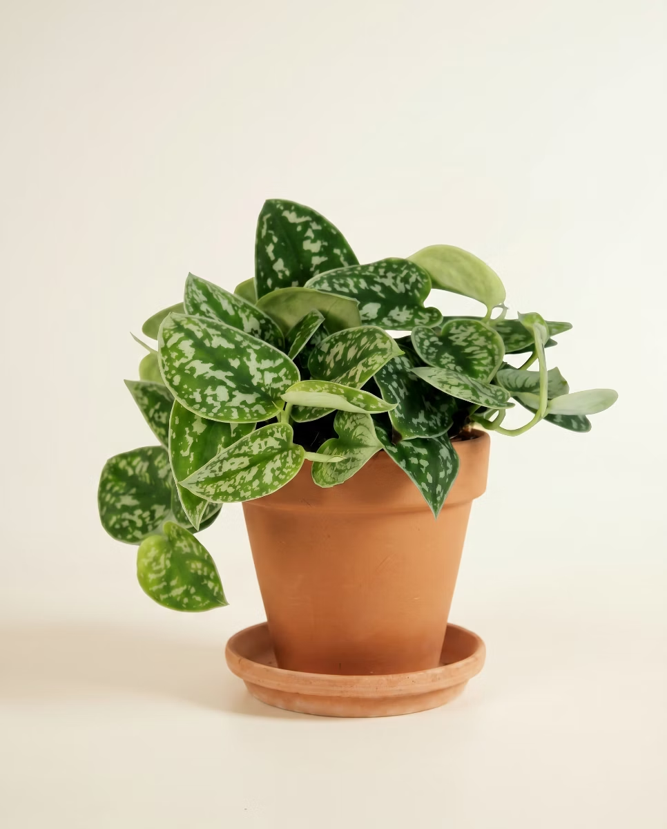 Scindapsus Pictus (Epipremnum)