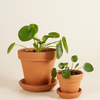 مجموعة عائلة البليا (Pilea Family Gift Set)