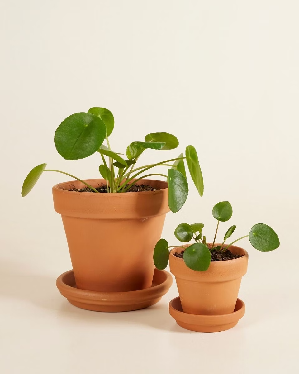 مجموعة عائلة البليا (Pilea Family Gift Set)