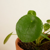 مجموعة عائلة البليا (Pilea Family Gift Set)