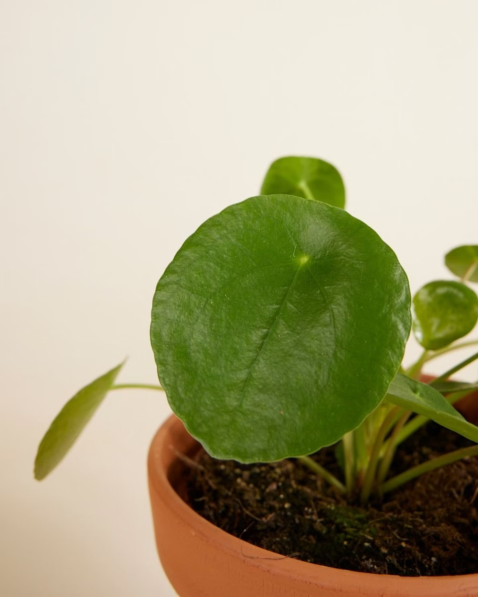 مجموعة عائلة البليا (Pilea Family Gift Set)