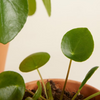 مجموعة عائلة البليا (Pilea Family Gift Set)
