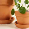 مجموعة عائلة البليا (Pilea Family Gift Set)