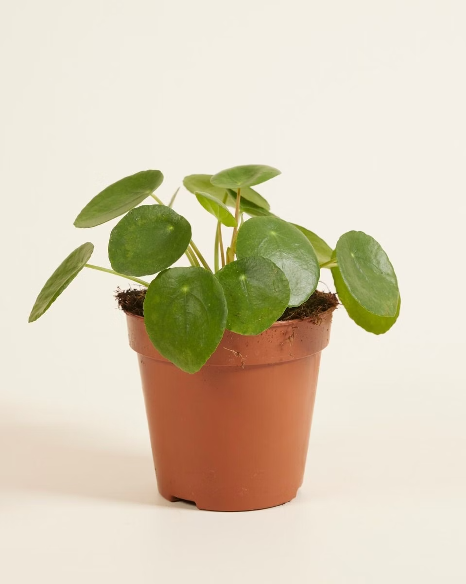 Pilea Peperomioides Chinese Money Plant