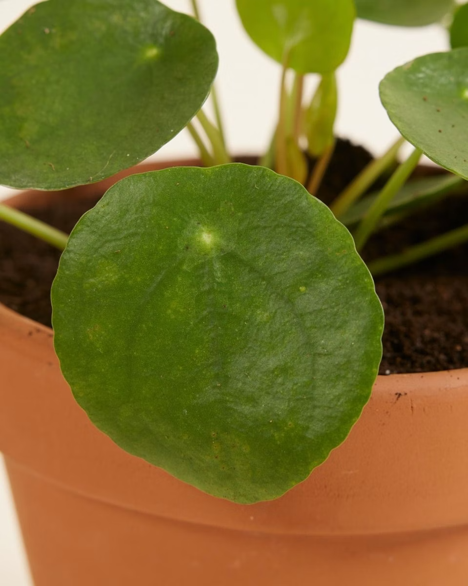 Pilea Peperomioides Chinese Money Plant