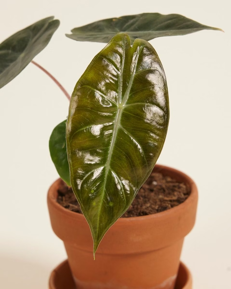 Baby Alocasia Pink Dragon ألوكاسيا بينك دراغون