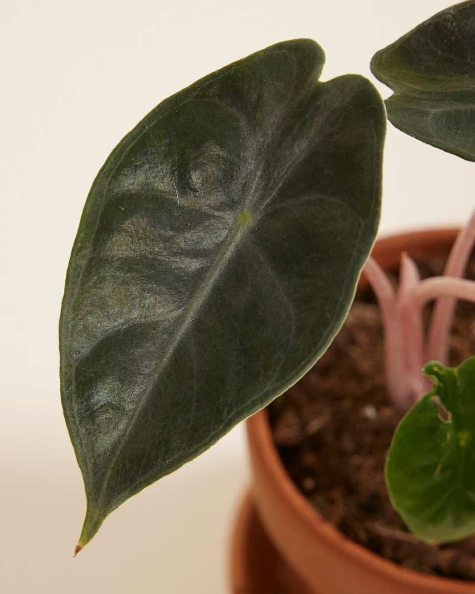 Baby Alocasia Pink Dragon ألوكاسيا بينك دراغون