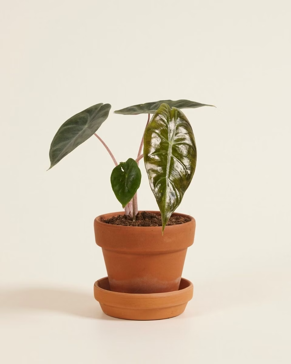 Baby Alocasia Pink Dragon ألوكاسيا بينك دراغون