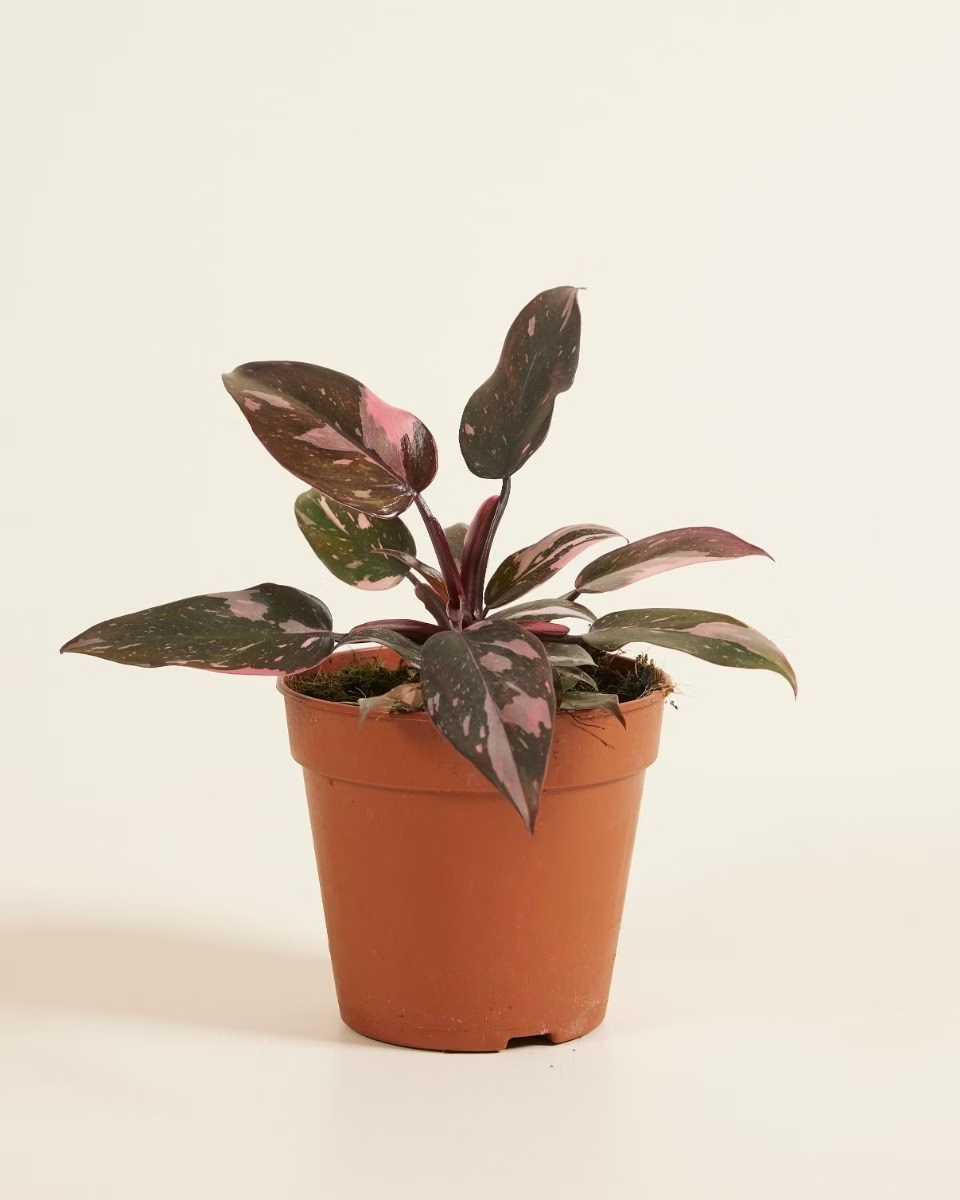 Baby Philodendron Pink Princess  بينك برنسِس