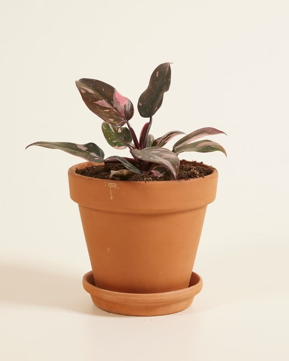 Baby Philodendron Pink Princess  بينك برنسِس