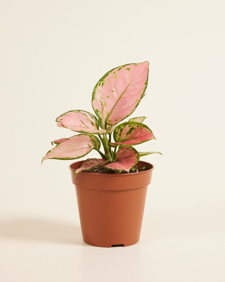 Aglaonema Pink Princess