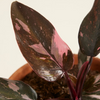 Philodendron Pink Princess  بينك برنسِس