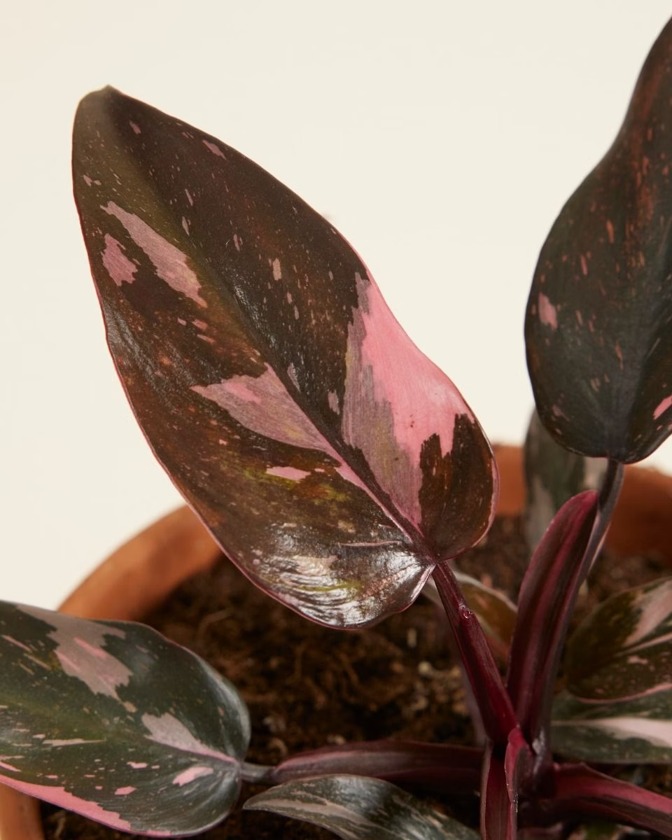 Philodendron Pink Princess  بينك برنسِس