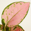 Aglaonema Pink Princess