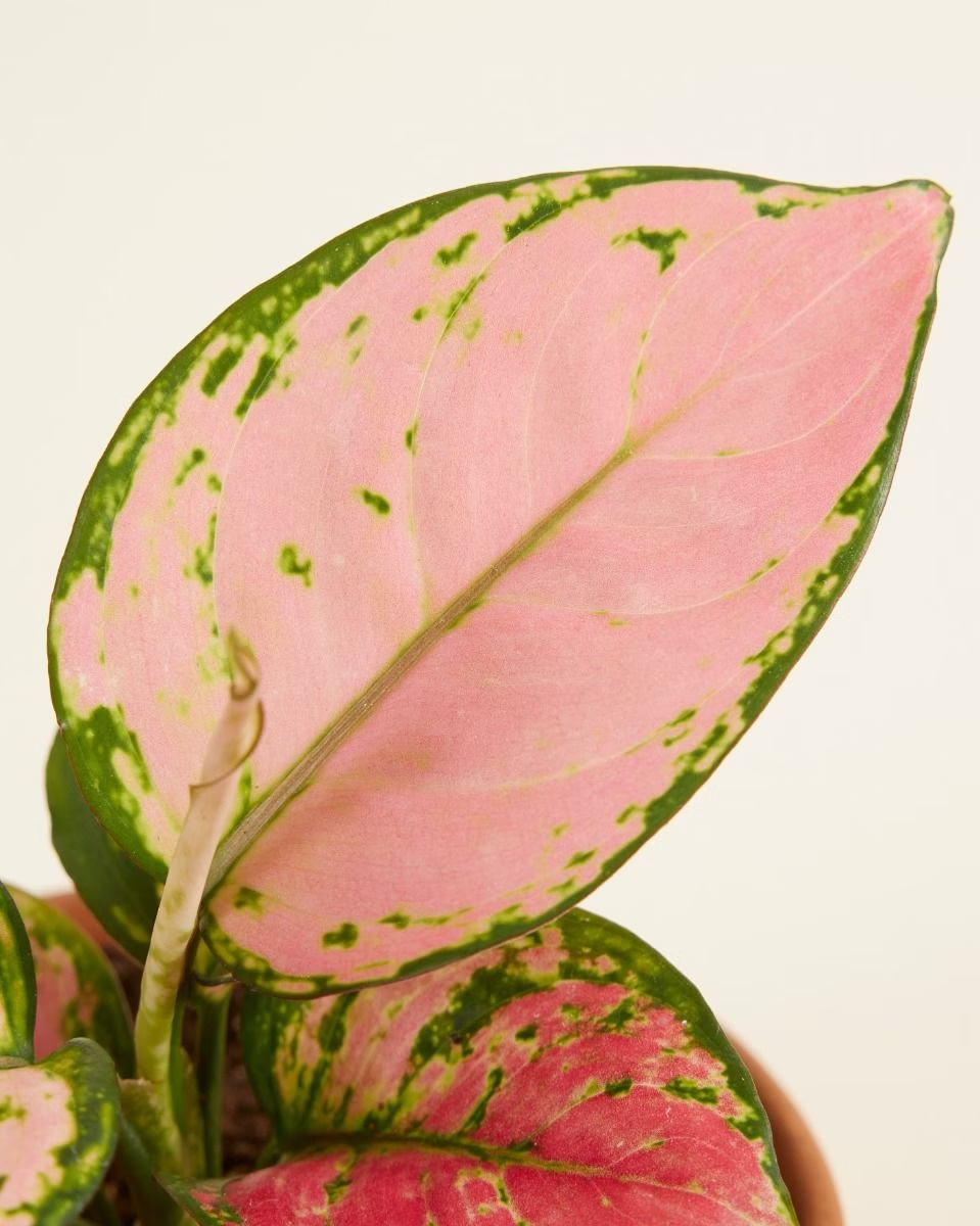 Aglaonema Pink Princess