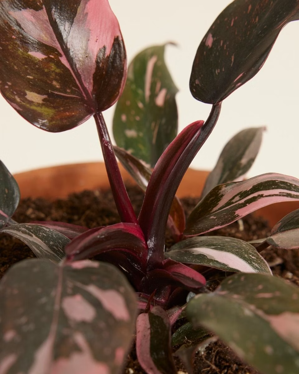 Baby Philodendron Pink Princess  بينك برنسِس
