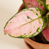 Aglaonema Pink Princess