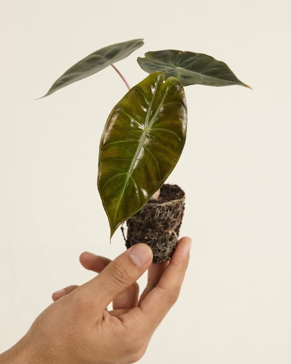 Baby Alocasia Pink Dragon ألوكاسيا بينك دراغون