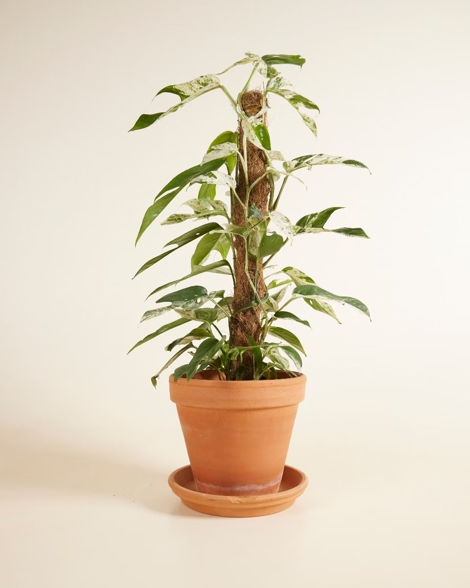 Epipremnum Pinnatum Marble Variegat