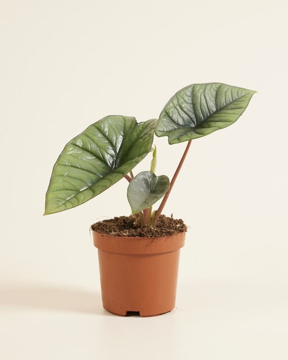 Alocasia Platinum نبات داخلي ألوكاسيا بلاتينيوم