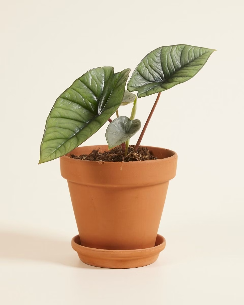 Alocasia Platinum نبات داخلي ألوكاسيا بلاتينيوم