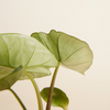 Baby Alocasia Platinum