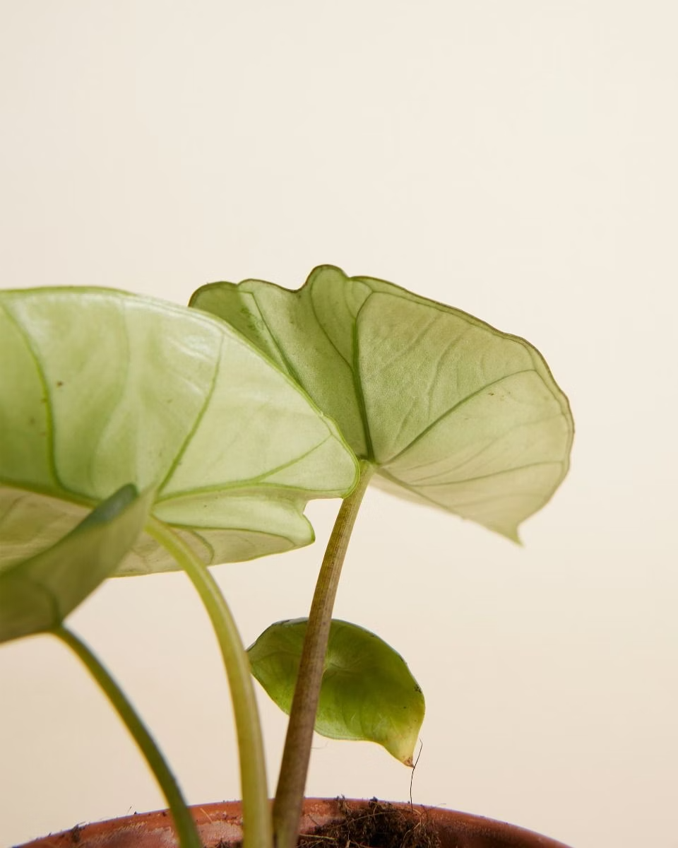 Baby Alocasia Platinum