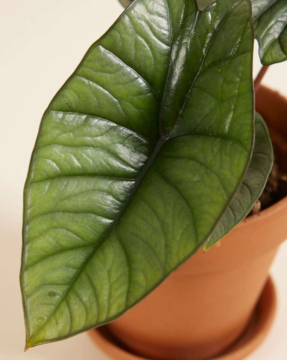 Alocasia Platinum نبات داخلي ألوكاسيا بلاتينيوم