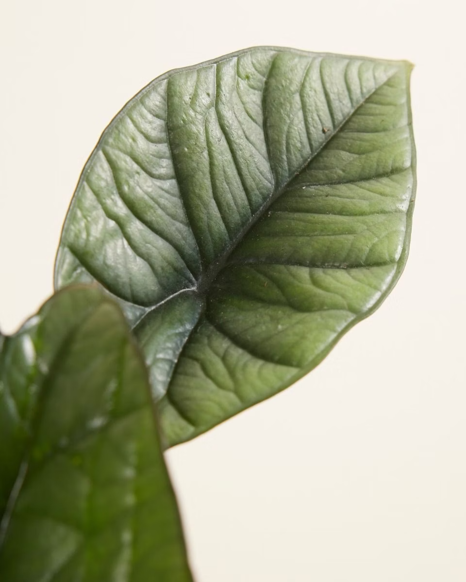 Alocasia Platinum نبات داخلي ألوكاسيا بلاتينيوم