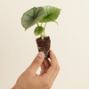 Hand holding a small potted Baby Alocasia Platinum plant with visible roots against a beige background