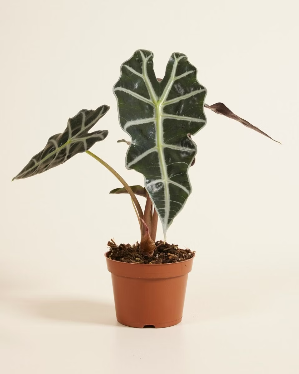 Alocasia Polly نبات داخلي ألوكاسيا بولي