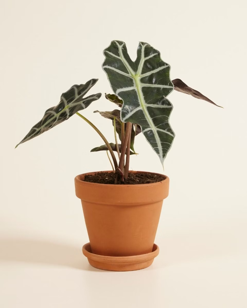 Alocasia Polly نبات داخلي ألوكاسيا بولي