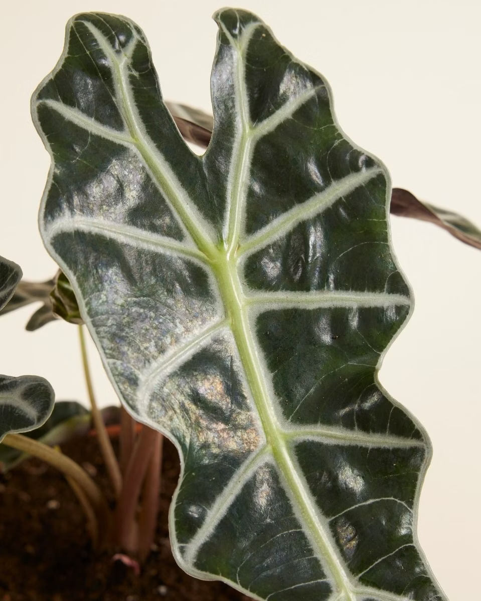 Alocasia Polly نبات داخلي ألوكاسيا بولي