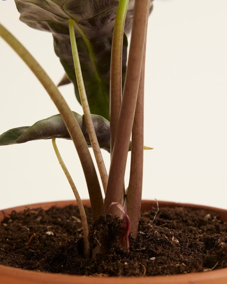 Alocasia Polly نبات داخلي ألوكاسيا بولي