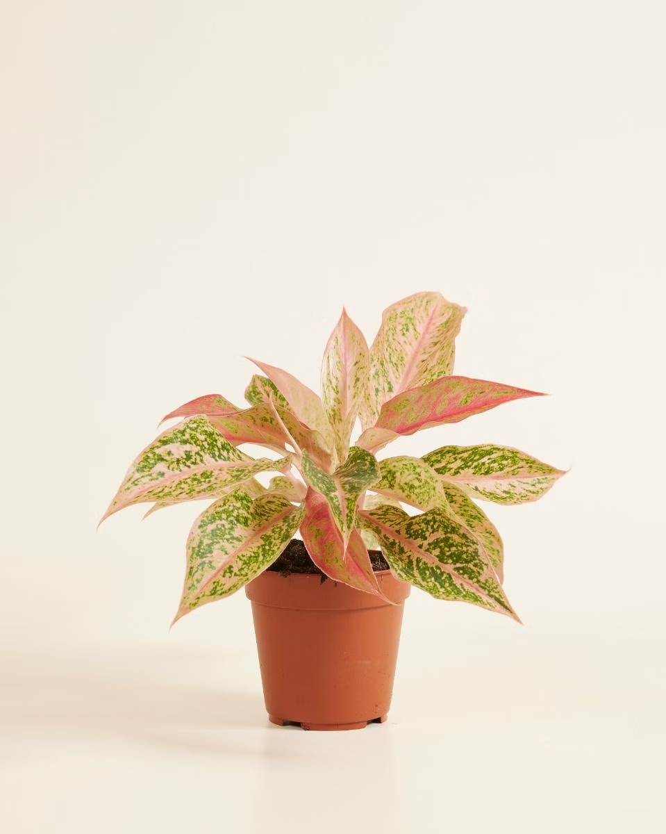 Aglaonema Prosperity