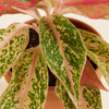 Aglaonema Prosperity